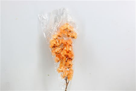 Dried Bougainvillea X5 55cm Salmon Bunch