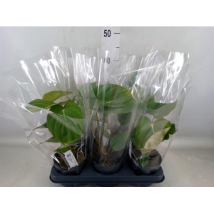 Philodendron  'Painted Lady'