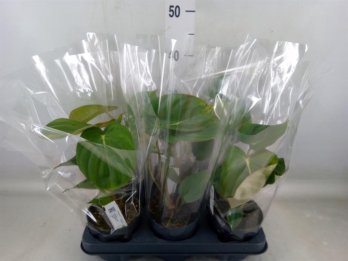 <h4>Philodendron  'Painted Lady'</h4>