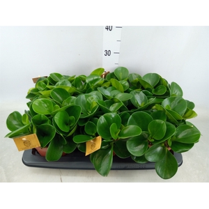 Peperomia obt. 'Green Gold'