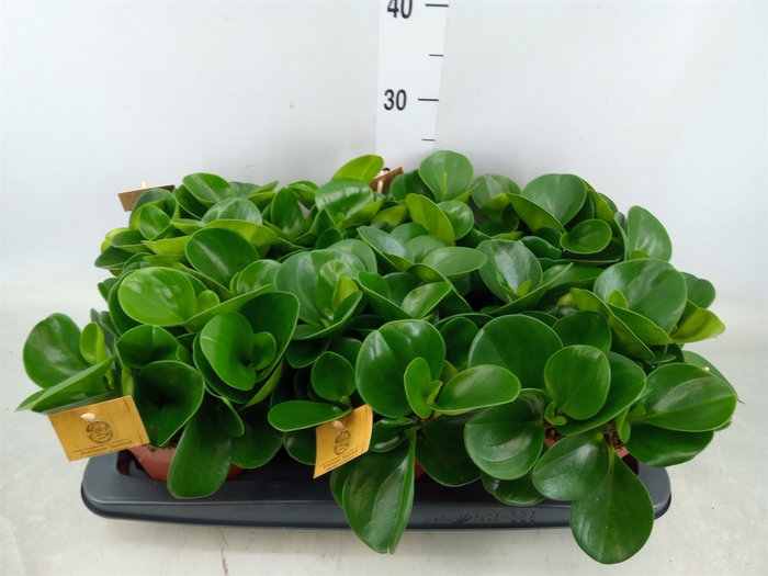 <h4>Peperomia obt. 'Green Gold'</h4>