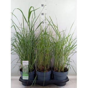 Panicum virgatum