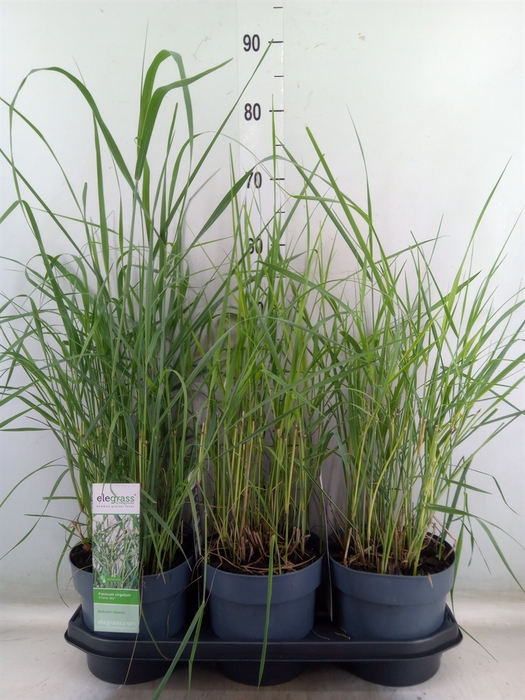 <h4>Panicum virgatum</h4>
