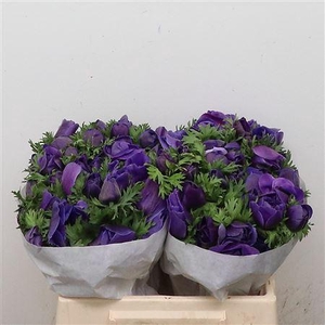 Anem Mistral Blue Super