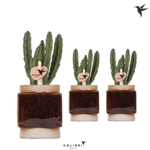 Kolibri Greens Stapelia Leendertziae in Classy Cube pot