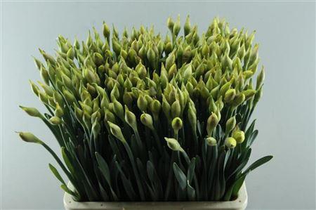 <h4>Narc D Dick Wilden</h4>