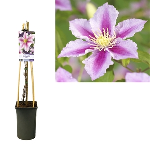 Clematis 'Piilu' +light label