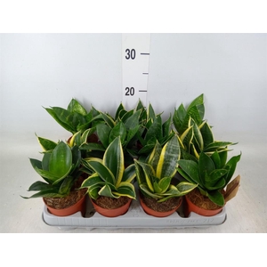 Sansevieria trifa. 'Hahnii'