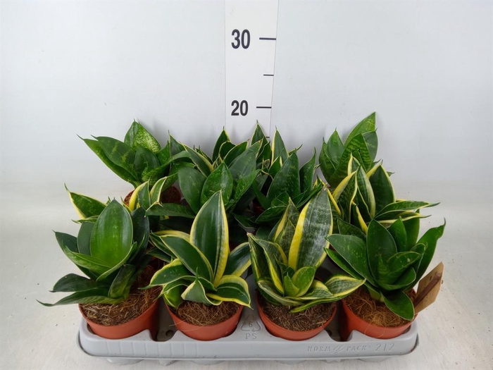 <h4>Sansevieria trifa. 'Hahnii'</h4>