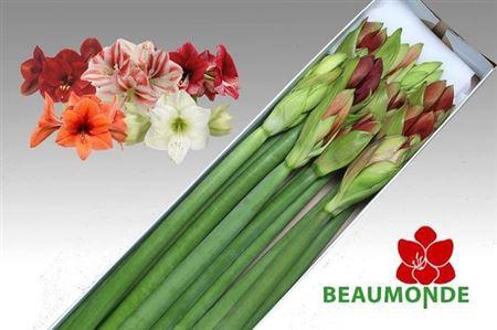 <h4>Hipp Gem X12</h4>