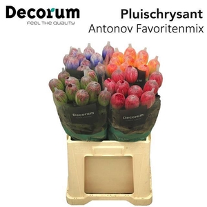 CHR G ANTONOV KLB H%