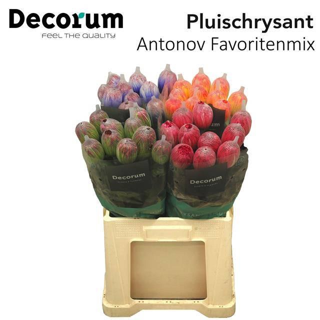 <h4>CHR G ANTONOV KLB H%</h4>