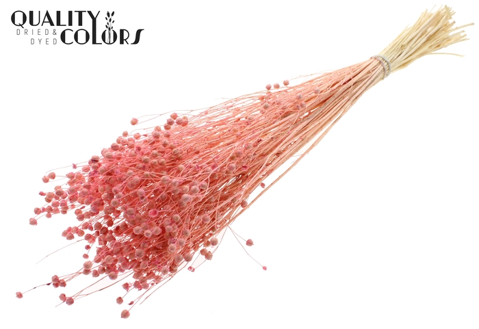 <h4>Lino Vlas per bunch in poly Intense Frosted Pink</h4>