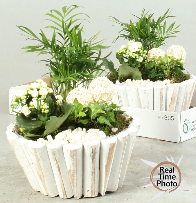 <h4>ARR KAMERPL</h4>