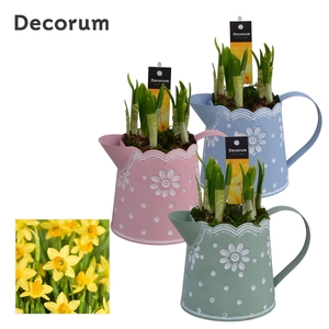 Narcis Lindsey GM HL15057