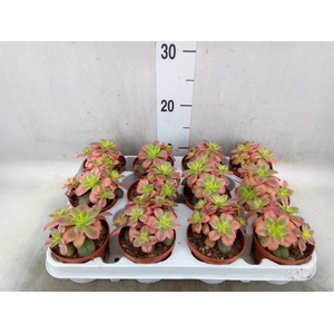 Aeonium   ...