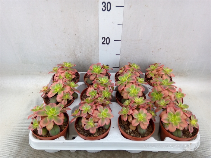 <h4>Aeonium   ...</h4>