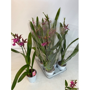 BRASSIA SUMMER DREAM