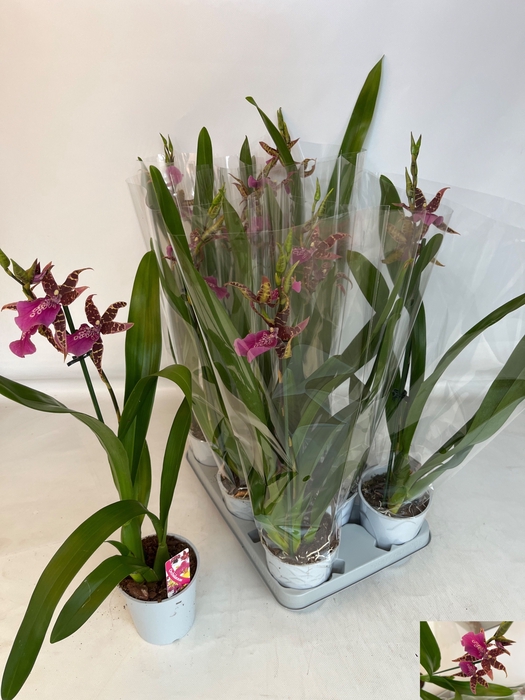 <h4>BRASSIA SUMMER DREAM</h4>
