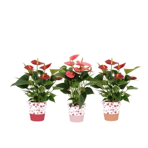 Anthurium red&pink mix in Candy smartcup