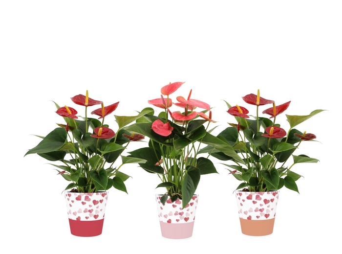 Anthurium red&pink mix in Candy smartcup