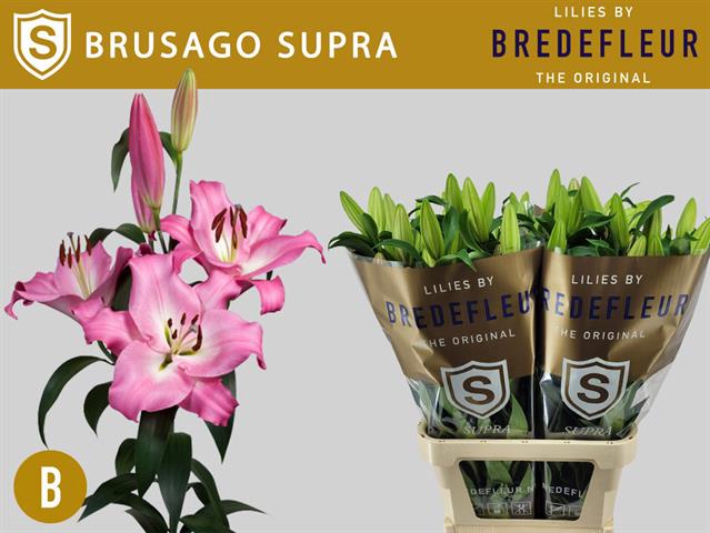 <h4>Lilium or brusago</h4>