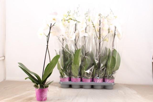 <h4>PHAL OV WIT</h4>
