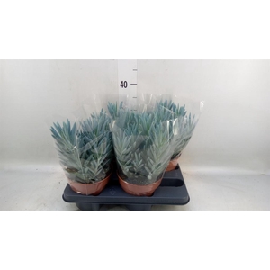 Curio ficoides 'Stelvio'