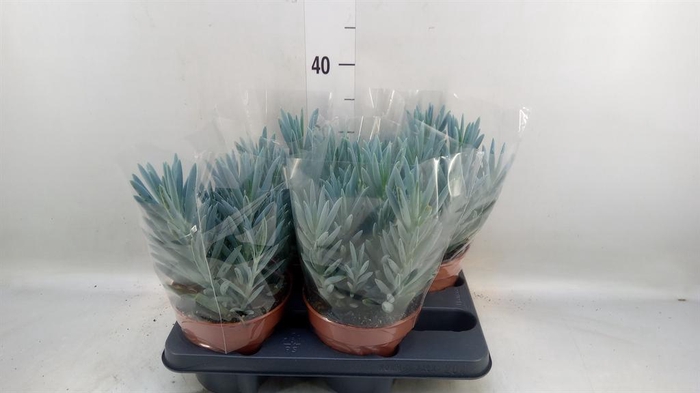 <h4>Curio ficoides 'Stelvio'</h4>