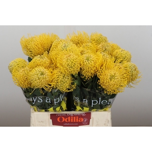 Nutans Ayoba Yellow