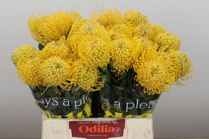 <h4>Nutans Ayoba Yellow</h4>