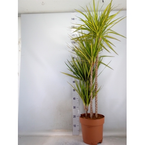 Dracaena marg. 'Sunray'