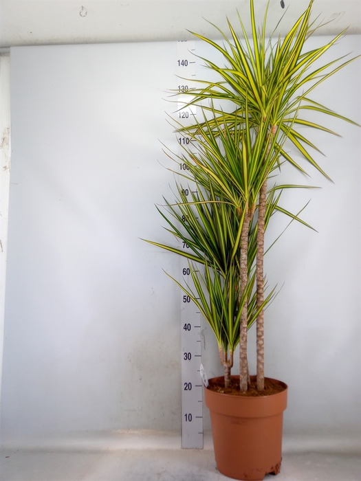 <h4>Dracaena marg. 'Sunray'</h4>