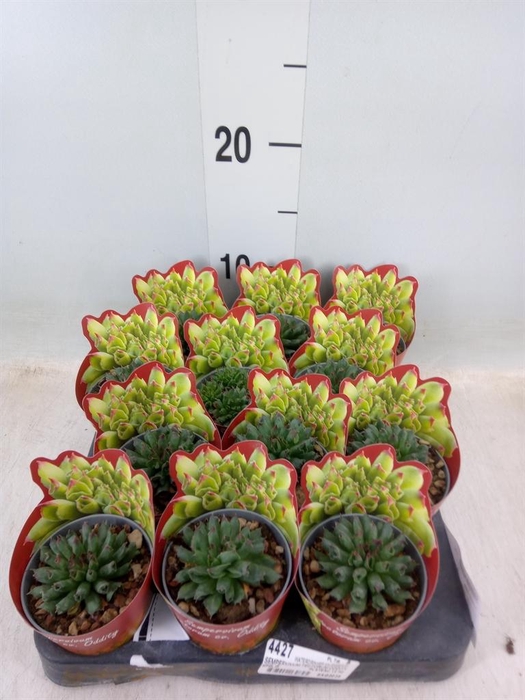 <h4>Sempervivum   ...</h4>