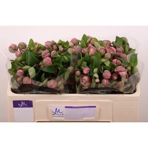 Helleborus Bella Belles Marginpar