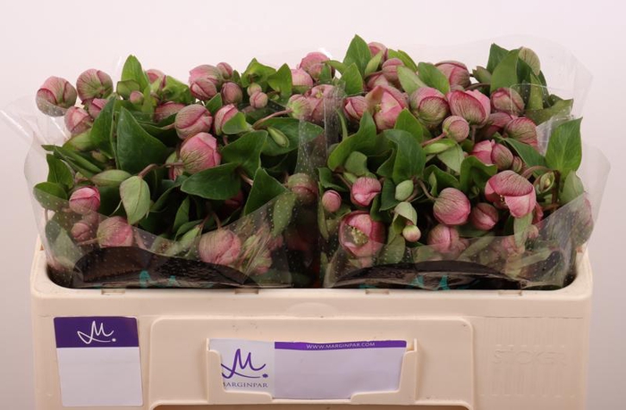 <h4>Helleborus Bella Belles Marginpar</h4>