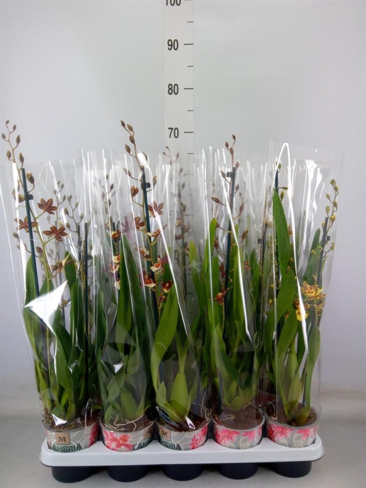 <h4>Cambria   ...mix</h4>