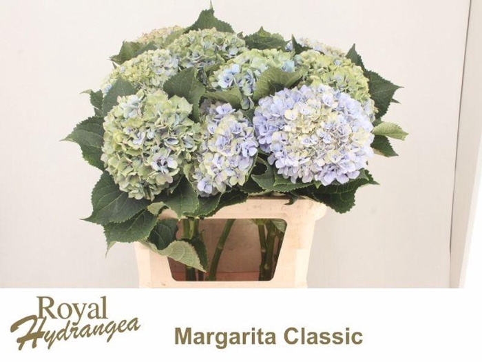 <h4>HYDR M MARGARITA CL</h4>