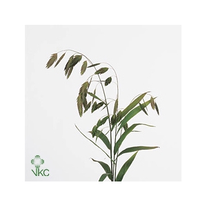 Chasmanthium latifolium