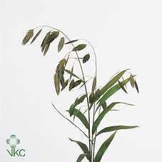 <h4>Chasmanthium Latifol</h4>