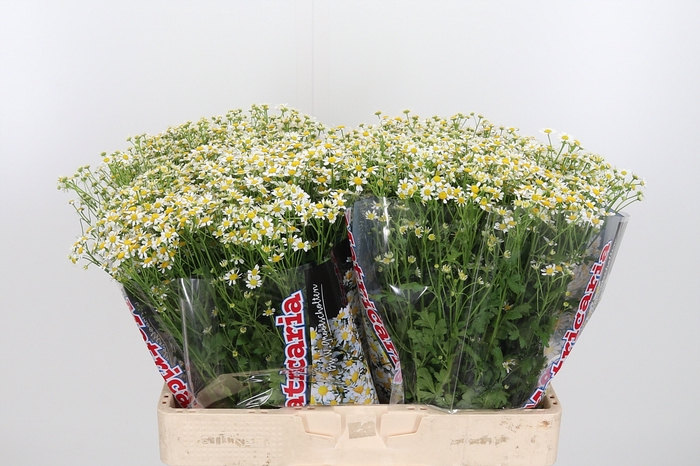 <h4>Tanacetum Pa Single Vegmo</h4>