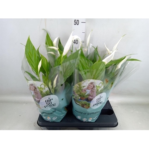 Spathiphyllum  'Pearl Cupido'
