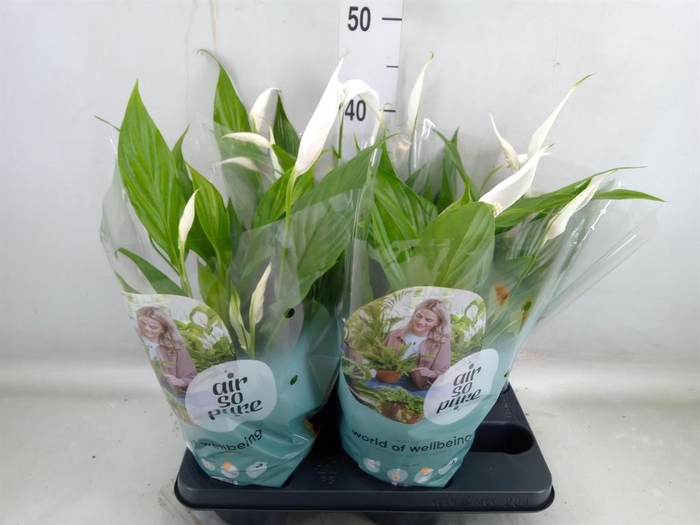 <h4>Spathiphyllum 'Pearl Cupido'</h4>