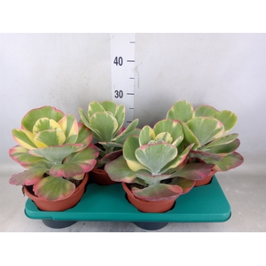 Kalanchoe NF thyrsiflora