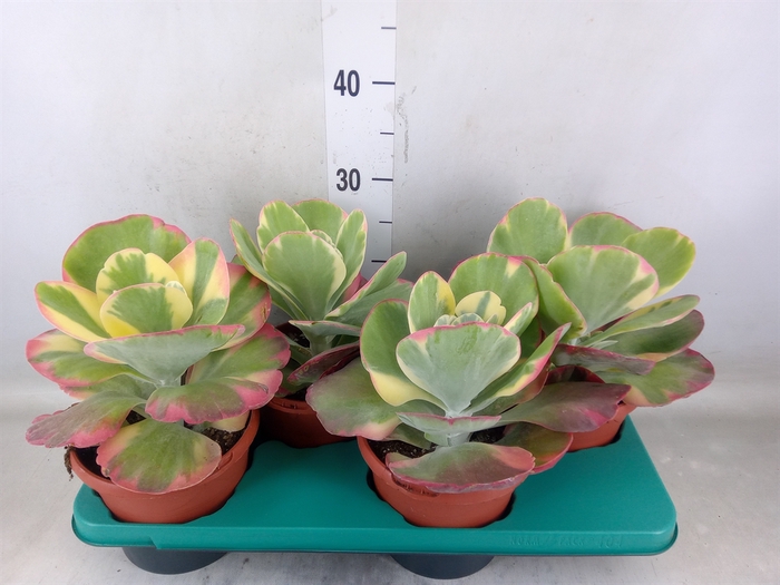 <h4>Kalanchoe NF thyrsiflora</h4>