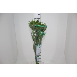 ALSTROEMERIA WHITNEY 080 CM