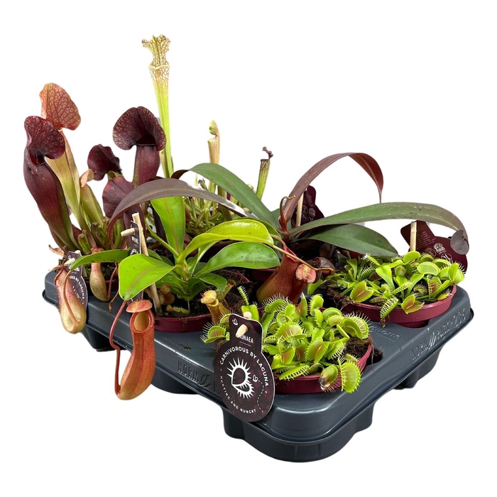 <h4>Vleesetende Planten Gemengd</h4>