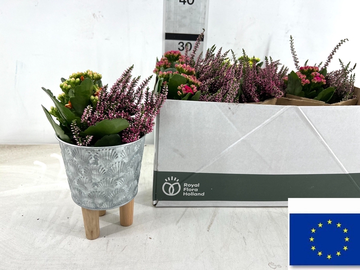<h4>ARR TUINPLANTEN</h4>
