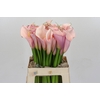 Zantedeschia Eydolls Pink