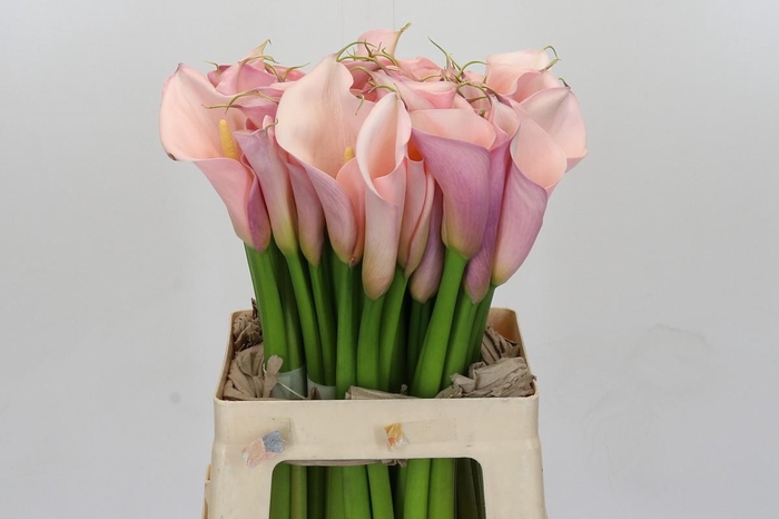 Zantedeschia Eydolls Pink
